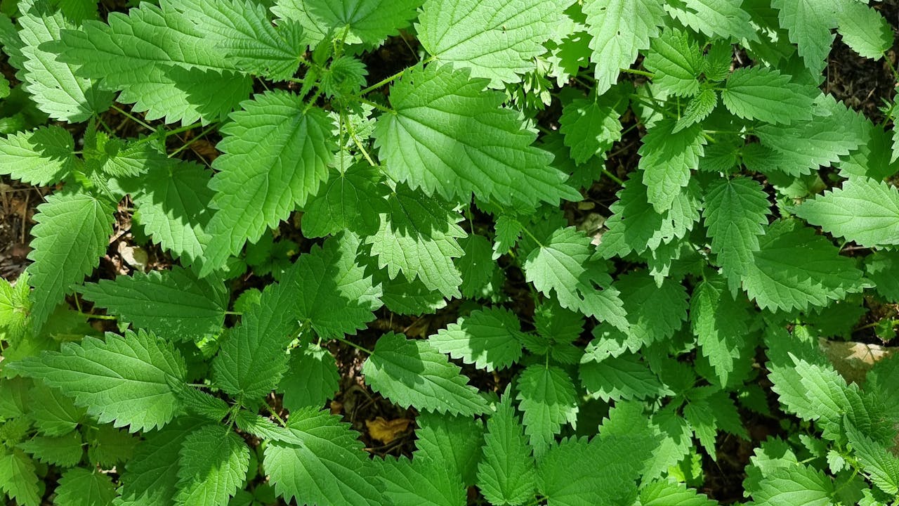 Medicinal herb plants in close-up, representing botanical supplement ingredients