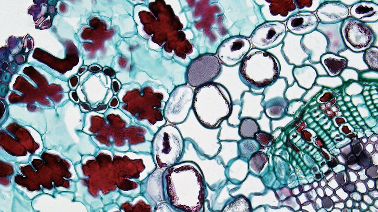 Scientific visualization of cellular autophagy and molecular biology processes